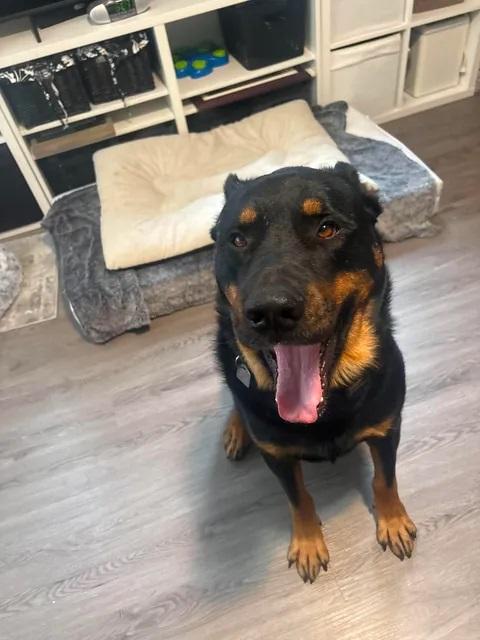 Trapper, an adopted Rottweiler in Winnipeg, MB image 3/5