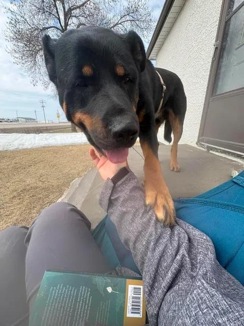 Trapper, an adopted Rottweiler in Winnipeg, MB image 4/5