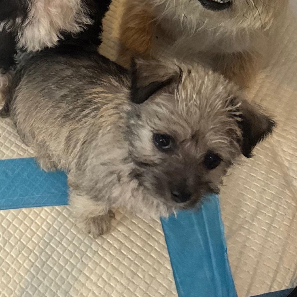 Marsha, Adoptable, Puppy Female Maltese & Shih Tzu.