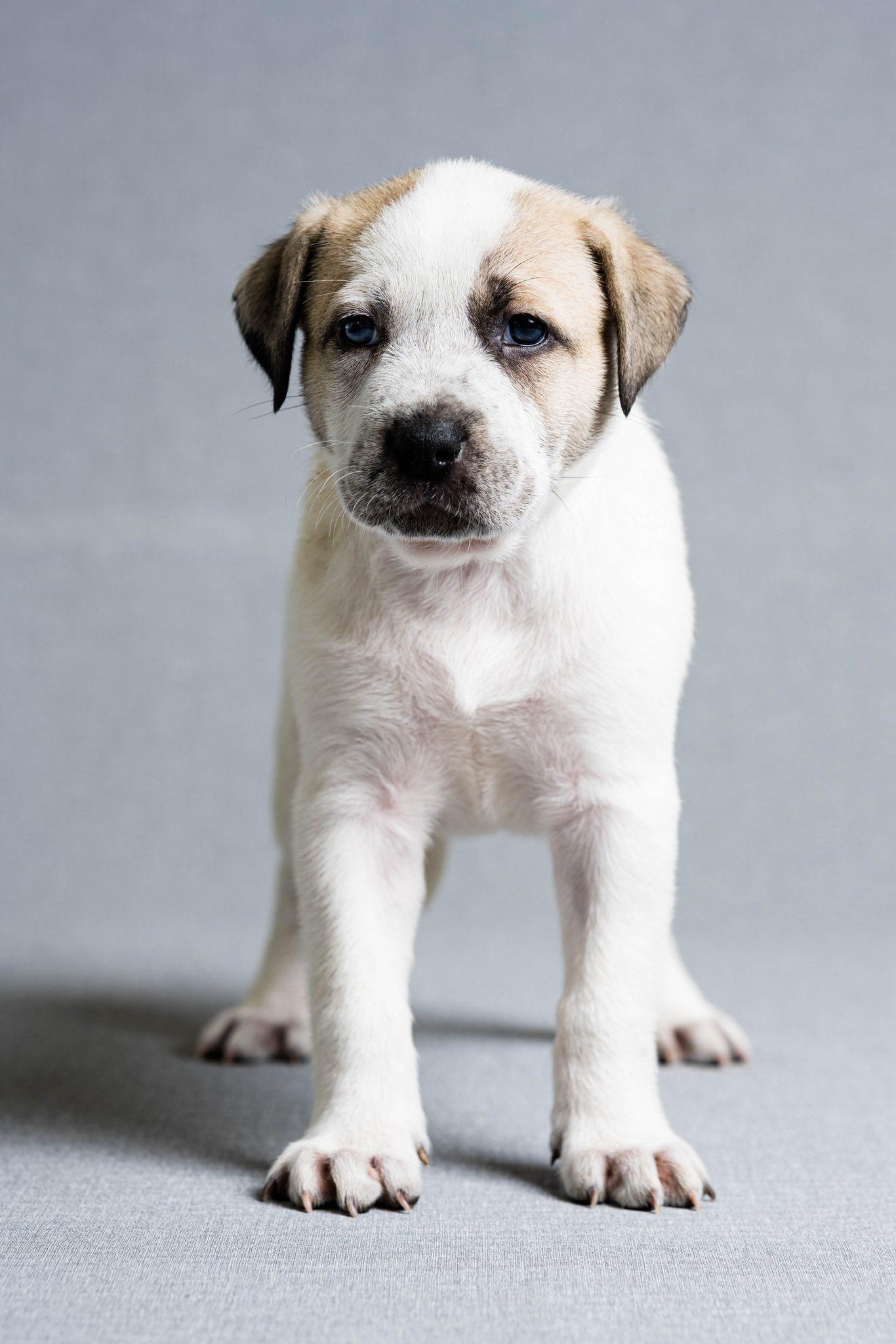 Enlarge Tutu, an adoptable mixed breed in Oregon, OH image 1/1