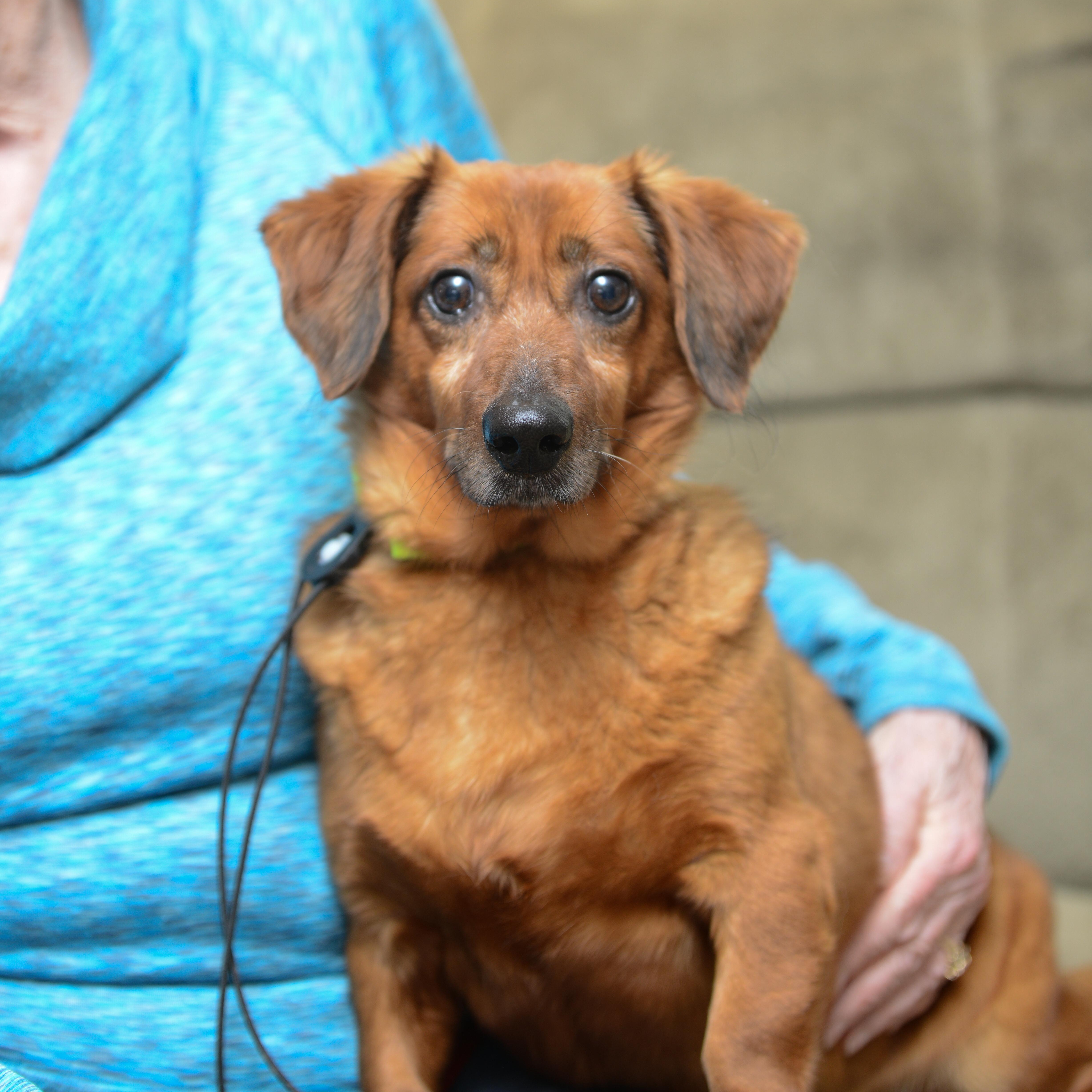 Enlarge Winston, a Adoptable mixed breed in Morrisville, PA image 2/2