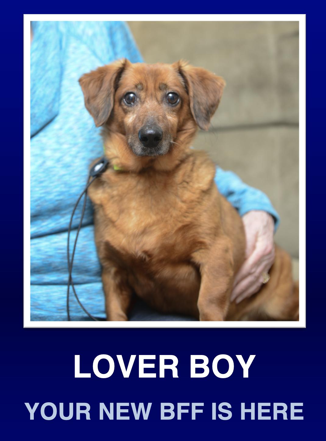 Enlarge Winston, a Adoptable mixed breed in Morrisville, PA image 1/2