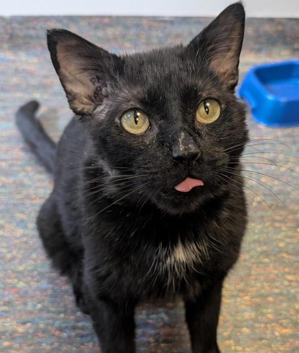 Franklin, Adoptable, Adult Male Domestic Short Hair.