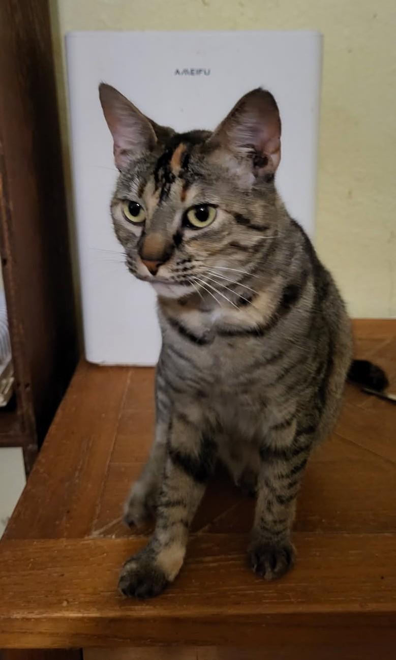 Janeway: Rescued, Recharged, and Ready to Steal Your Heart