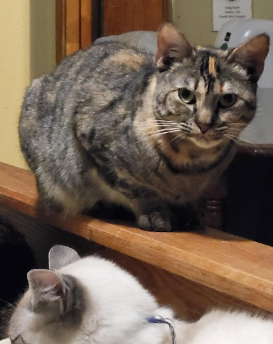 Enlarge Janeway: Rescued, Recharged, and Ready to Steal Your Heart, a Adoptable Domestic Short Hair in Toledo, OR image 2/2