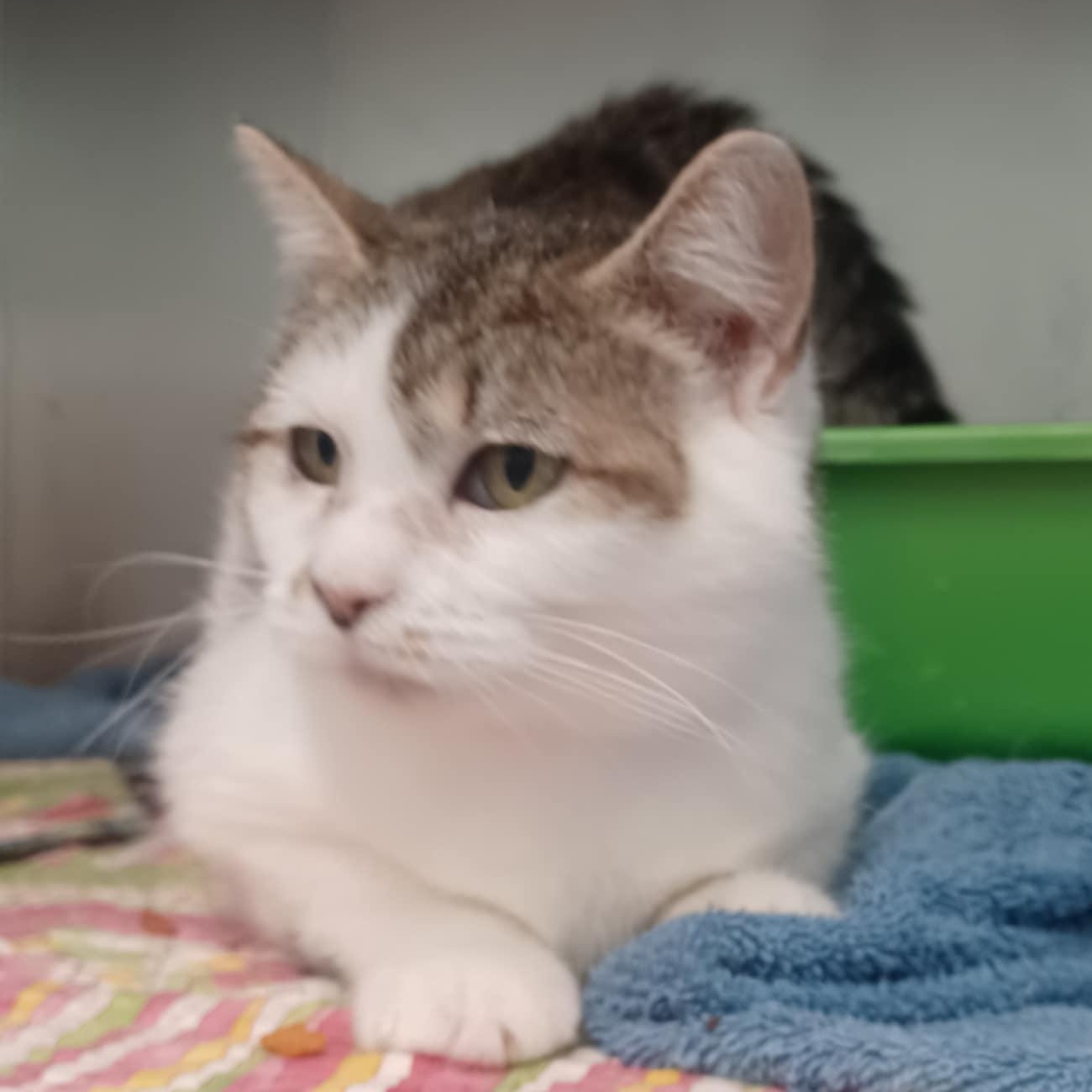 Enlarge Jill- A Sad, Overlooked Sweetie, a Adoptable Domestic Short Hair in Berryville, VA image 3/3