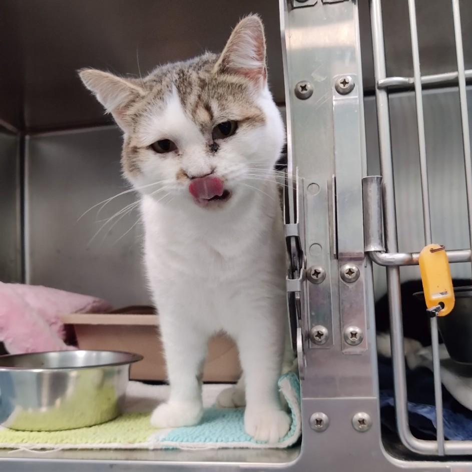 Enlarge Jill- A Sad, Overlooked Sweetie, a Adoptable Domestic Short Hair in Berryville, VA image 2/3