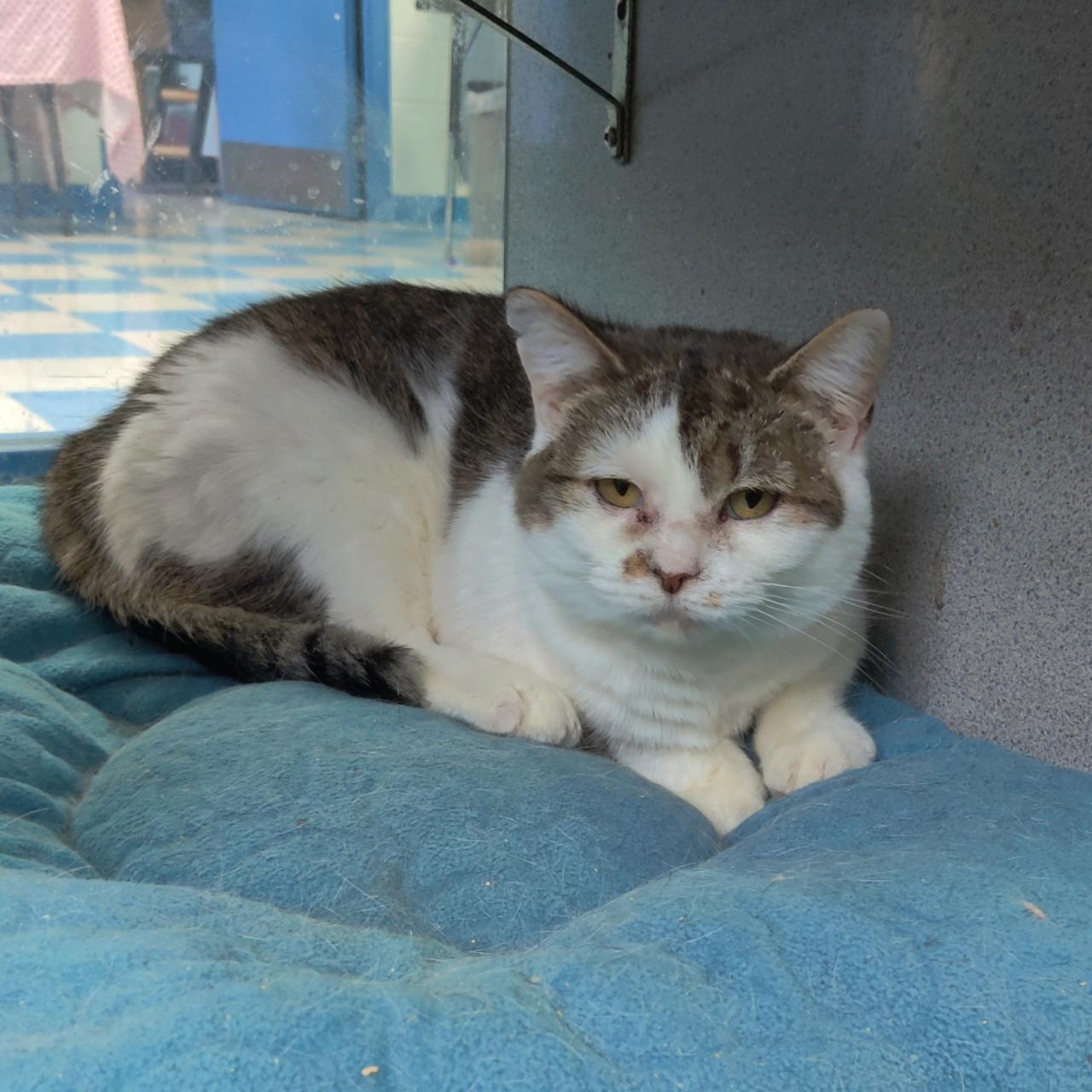 Enlarge Jill- A Sad, Overlooked Sweetie, a Adoptable Domestic Short Hair in Berryville, VA image 1/3