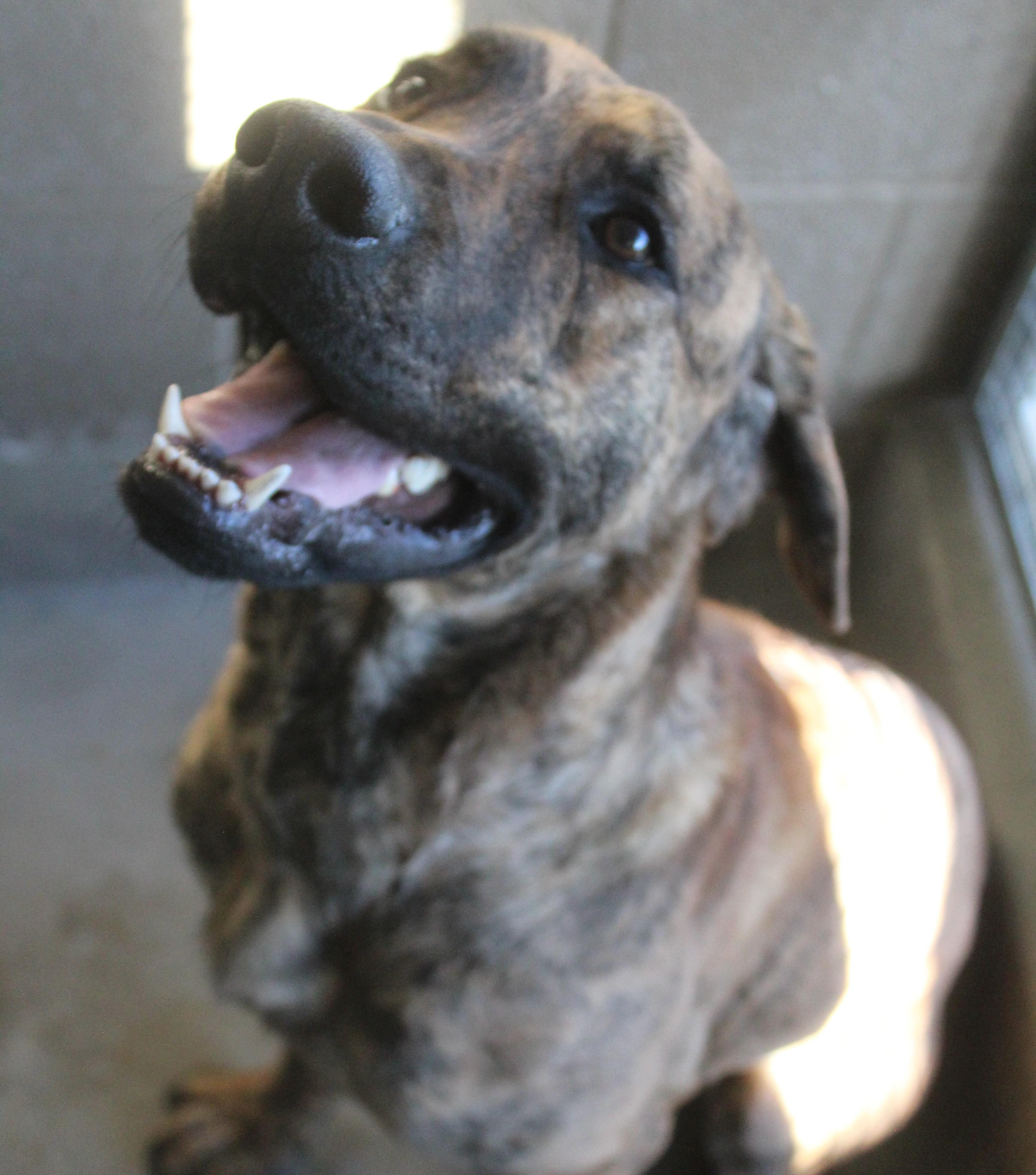 Buddy, Adoptable, Young Male Hound & Pit Bull Terrier.