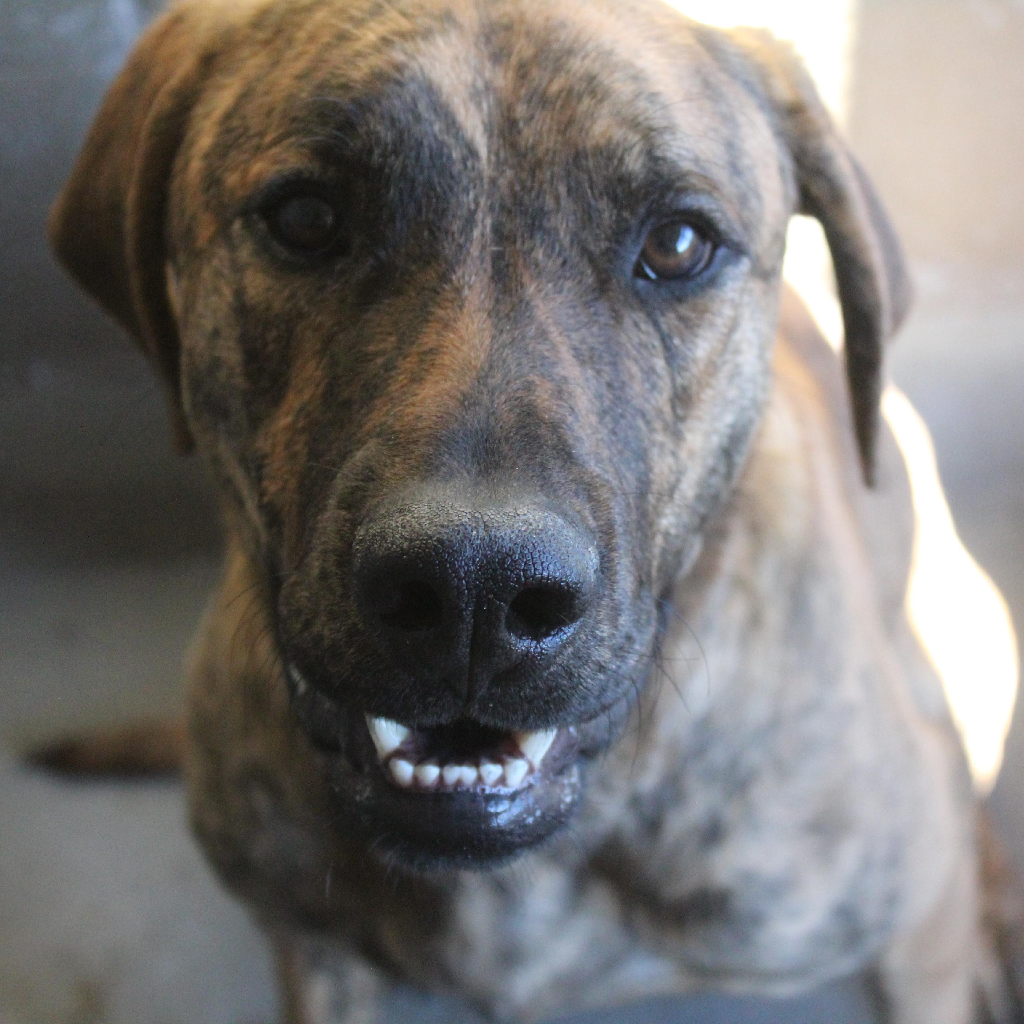 Enlarge Buddy, a Adoptable mixed breed in Yucca Valley, CA image 2/2
