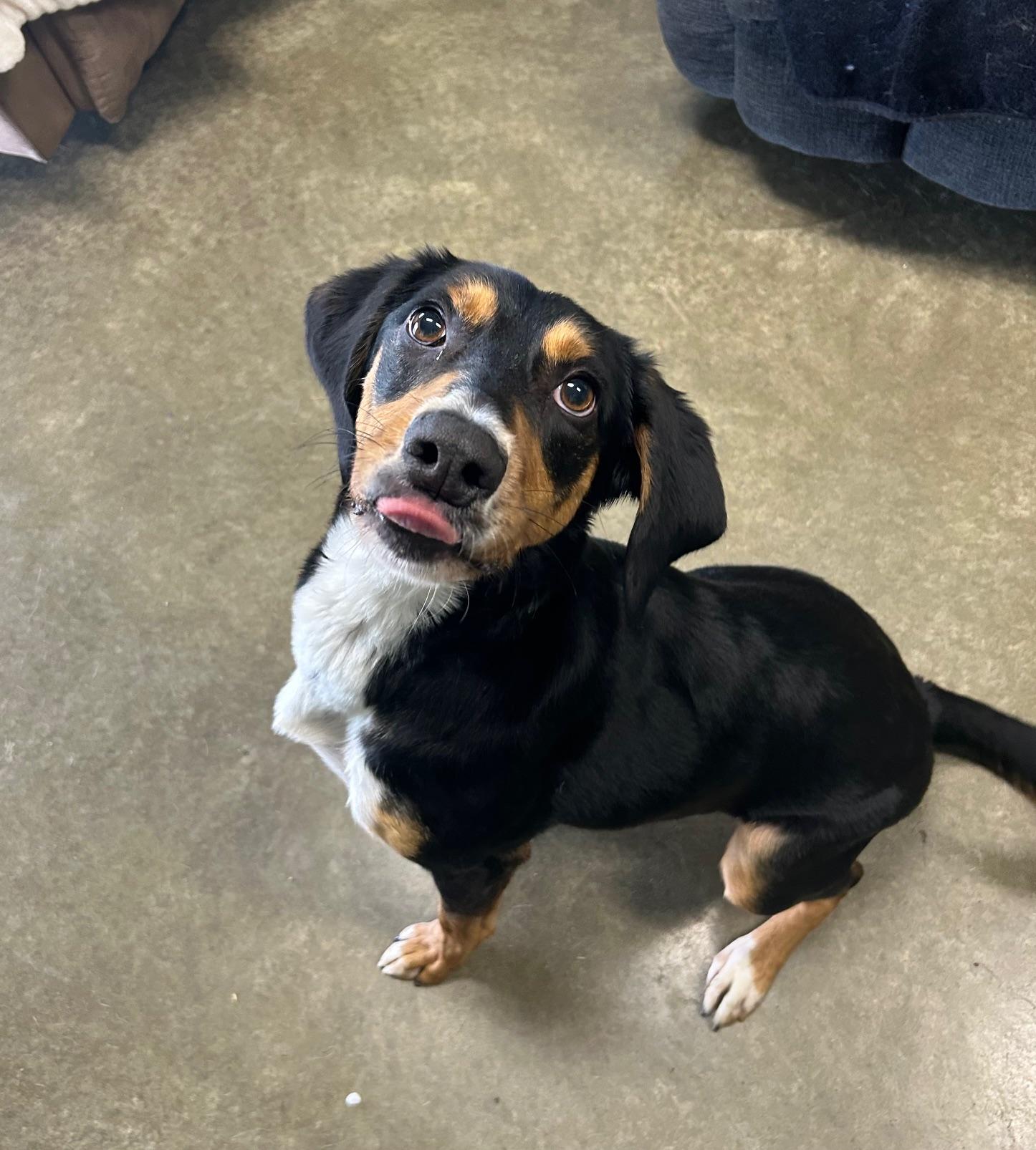 Enlarge Suds, a Adoptable mixed breed in Seneca, PA image 1/2