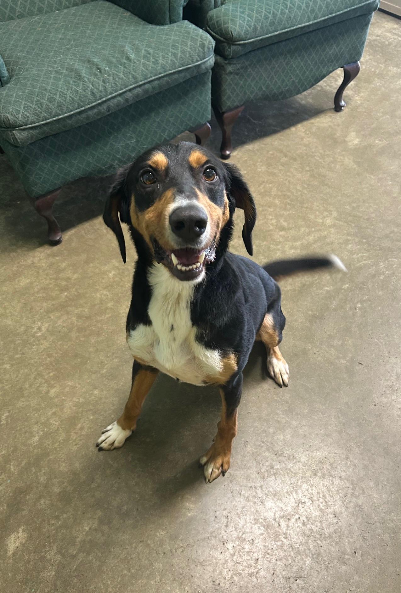 Enlarge Suds, a Adoptable mixed breed in Seneca, PA image 2/2