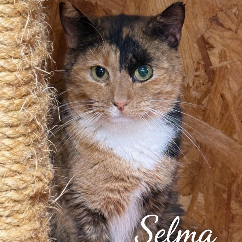 Selma, Adoptable, Adult Female Domestic Short Hair.
