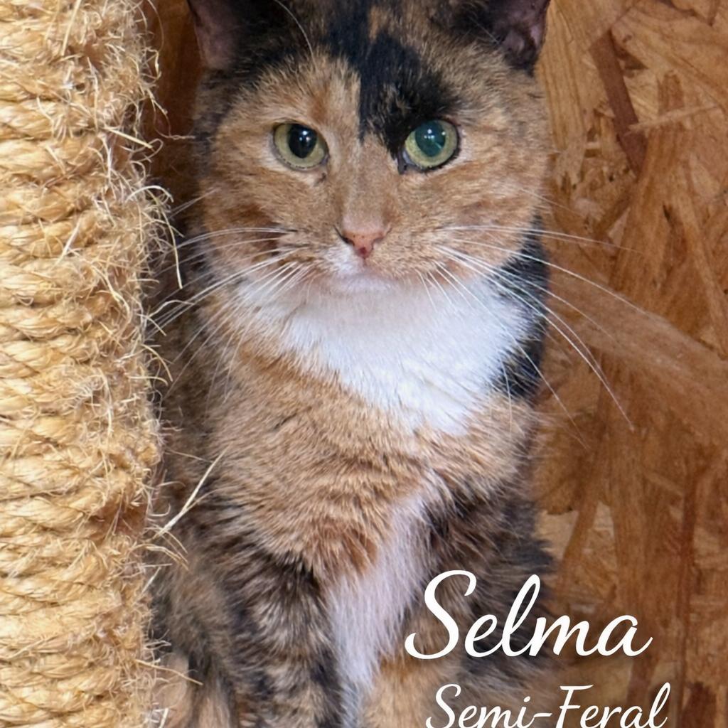 Enlarge Selma, a Adoptable Domestic Short Hair in Lancaster, OH image 2/2