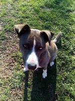 Enlarge Barklee, a Adoptable mixed breed in Claremore, OK image 2/6