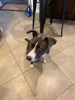 Barklee, a Adoptable mixed breed in Claremore, OK image 2/4