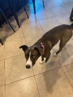 Barklee, a Adoptable mixed breed in Claremore, OK image 4/4