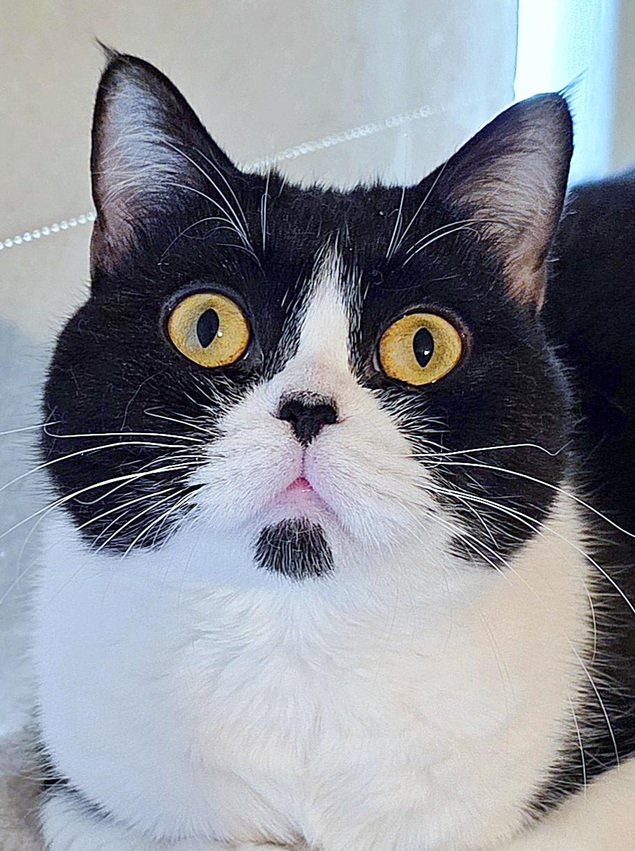 Hesse, ADOPTABLE, Young Female British Shorthair.