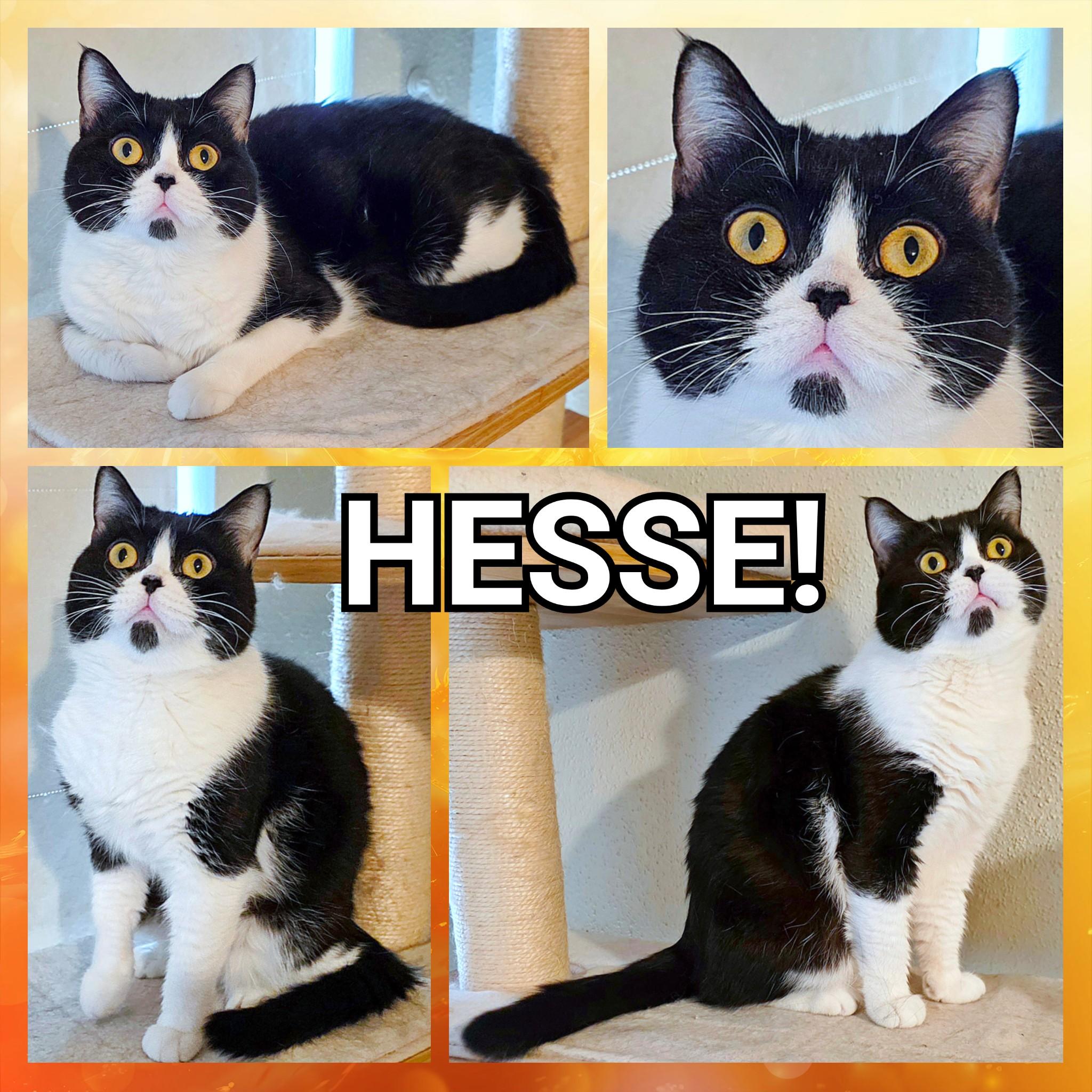 Enlarge Hesse, a ADOPTABLE British Shorthair in Converse, TX image 6/6