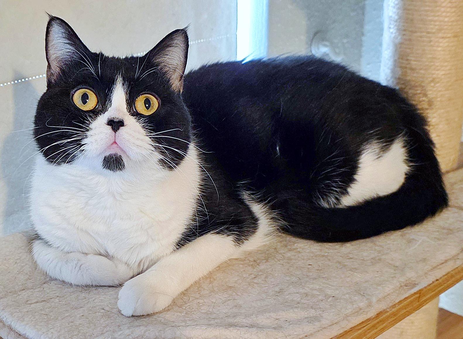 Enlarge Hesse, a ADOPTABLE British Shorthair in Converse, TX image 4/6