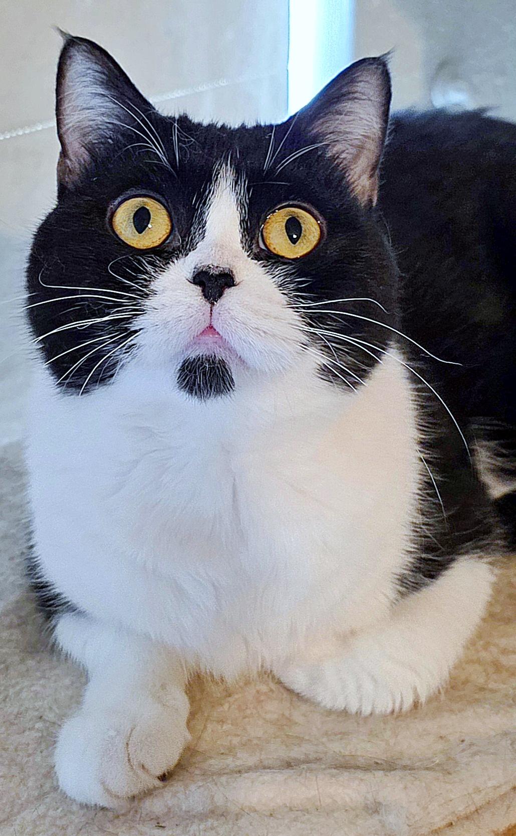 Enlarge Hesse, a ADOPTABLE British Shorthair in Converse, TX image 5/6