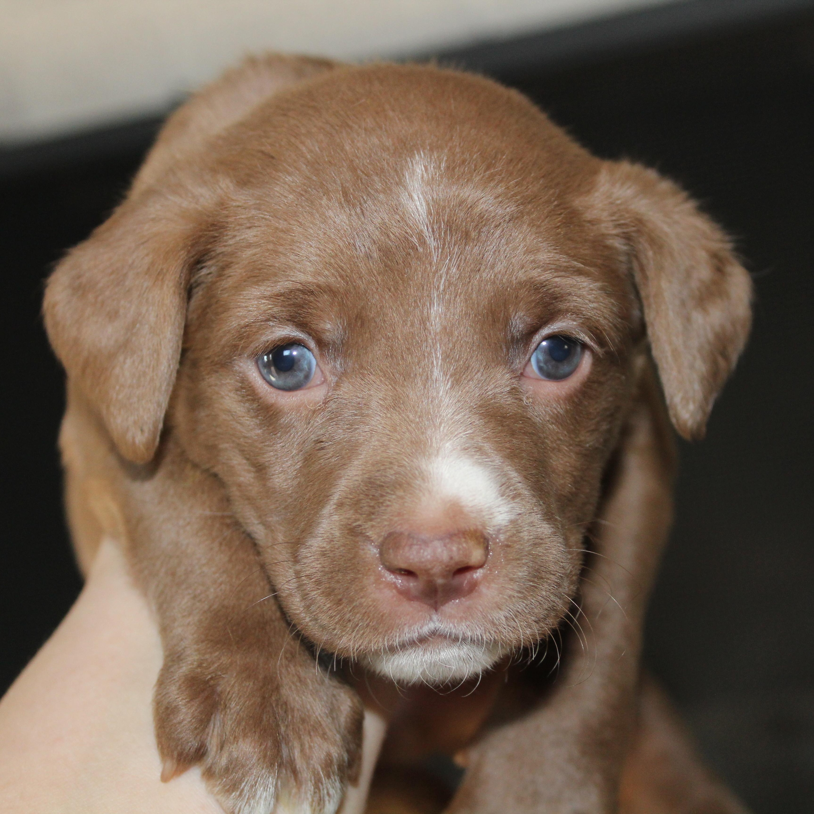 Baby Ruth, ADOPTABLE, Puppy Female Australian Shepherd.