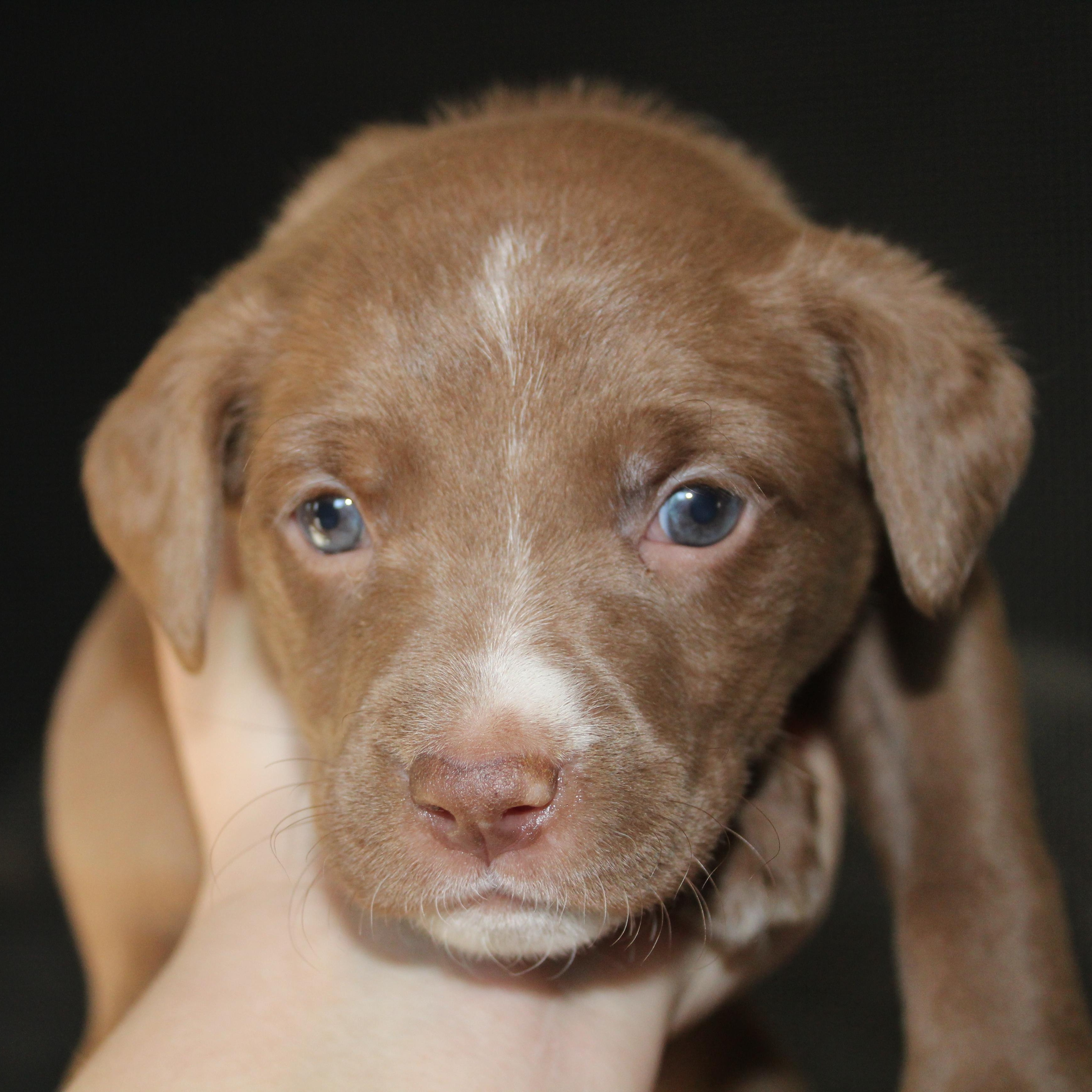 Enlarge Baby Ruth, a ADOPTABLE mixed breed in Salem, WI image 2/3