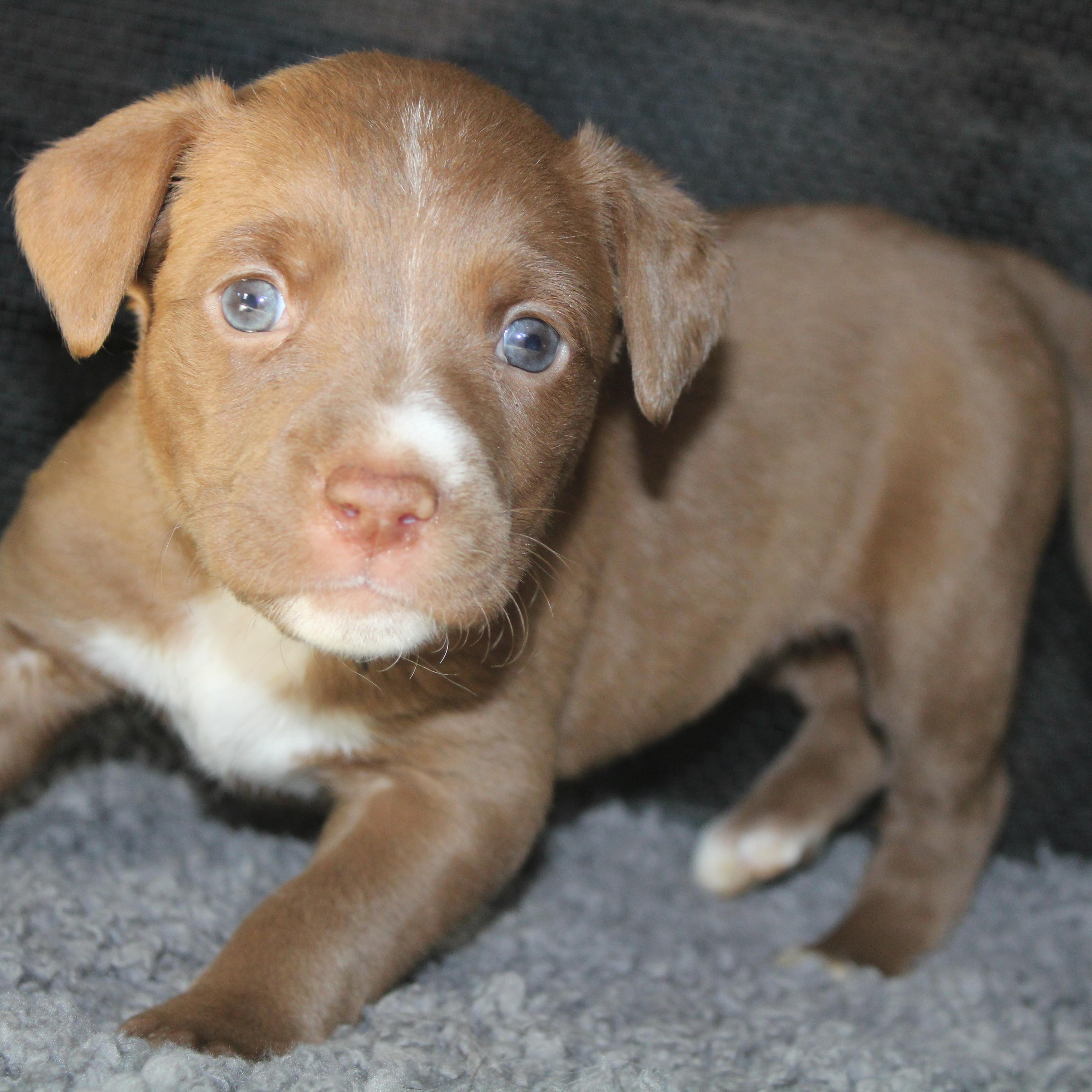 Enlarge Baby Ruth, a ADOPTABLE mixed breed in Salem, WI image 3/3