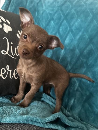 Enlarge Silva, a Adoptable mixed breed in Wilkesboro, NC image 1/3