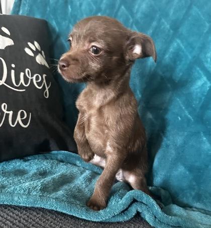 Enlarge Silva, a Adoptable mixed breed in Wilkesboro, NC image 2/3