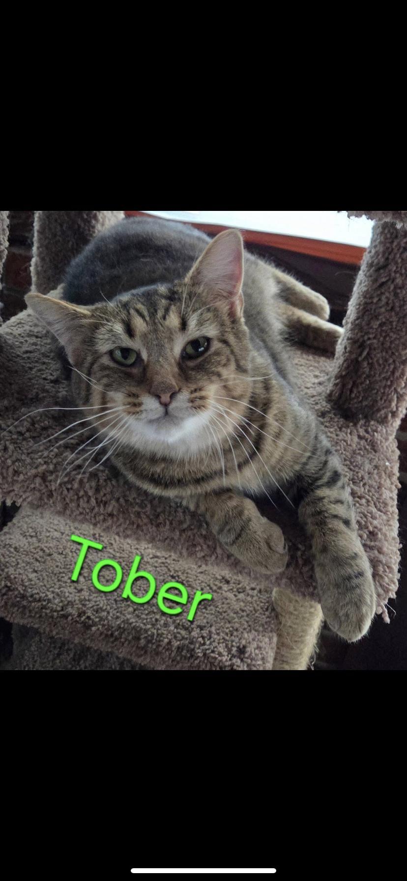 Enlarge Tober, a ADOPTABLE Domestic Short Hair in Greensburg, PA image 1/1