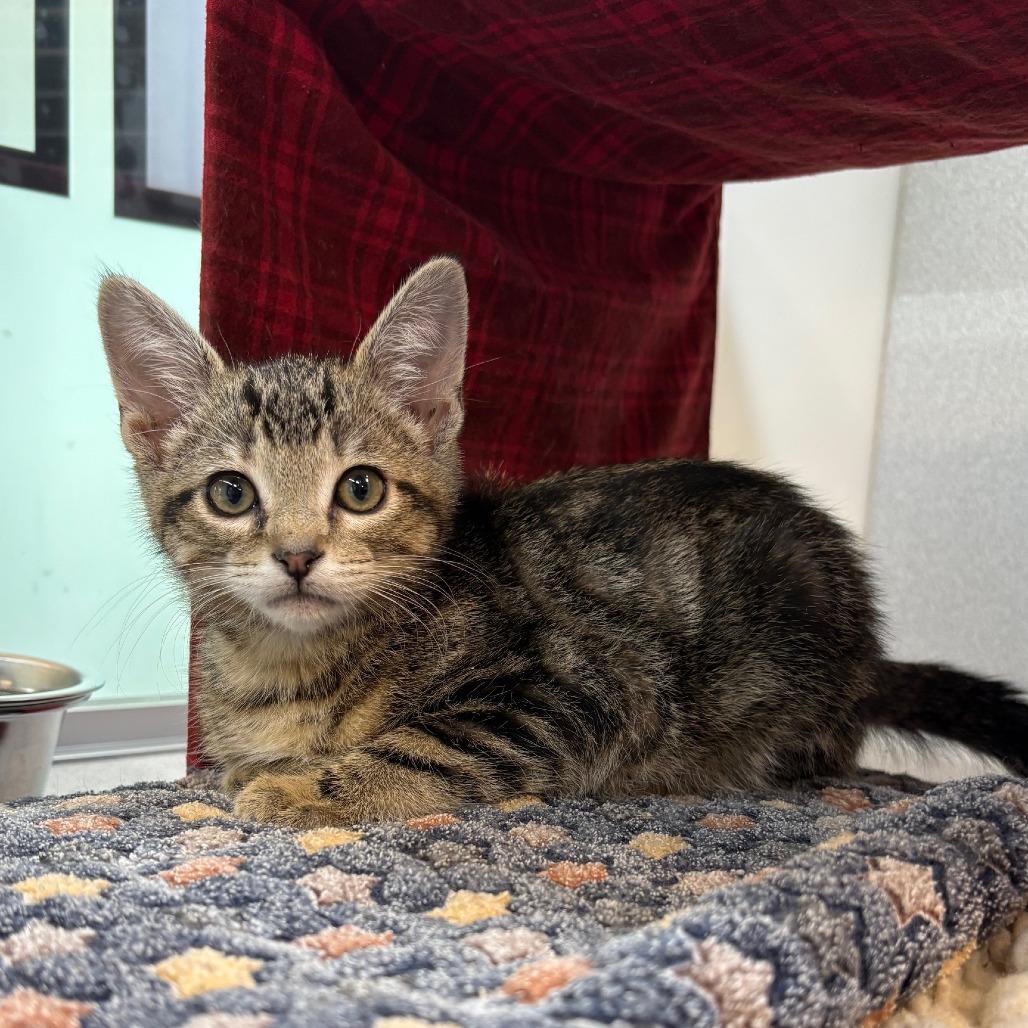 Corporal, a Adoptable Domestic Short Hair in Hailey, ID image 1/2