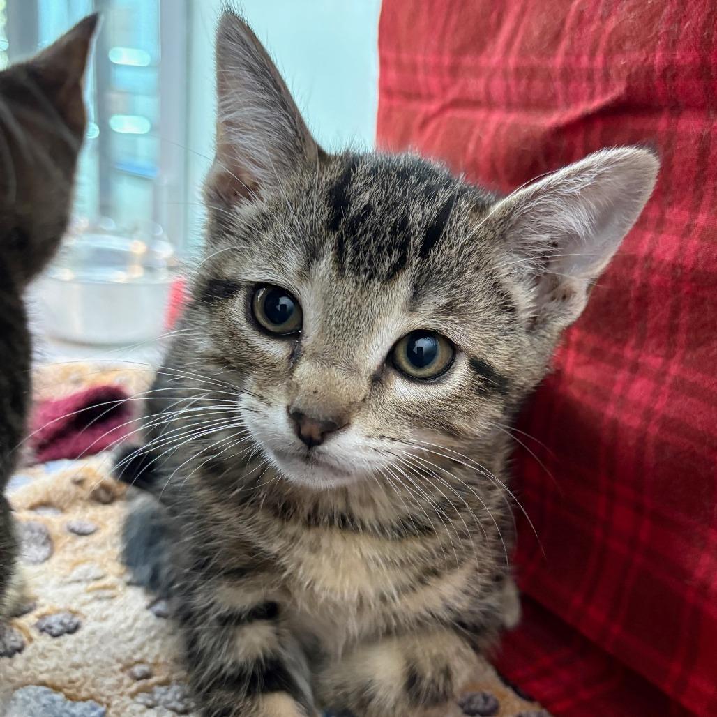 Corporal, a Adoptable Domestic Short Hair in Hailey, ID image 2/2