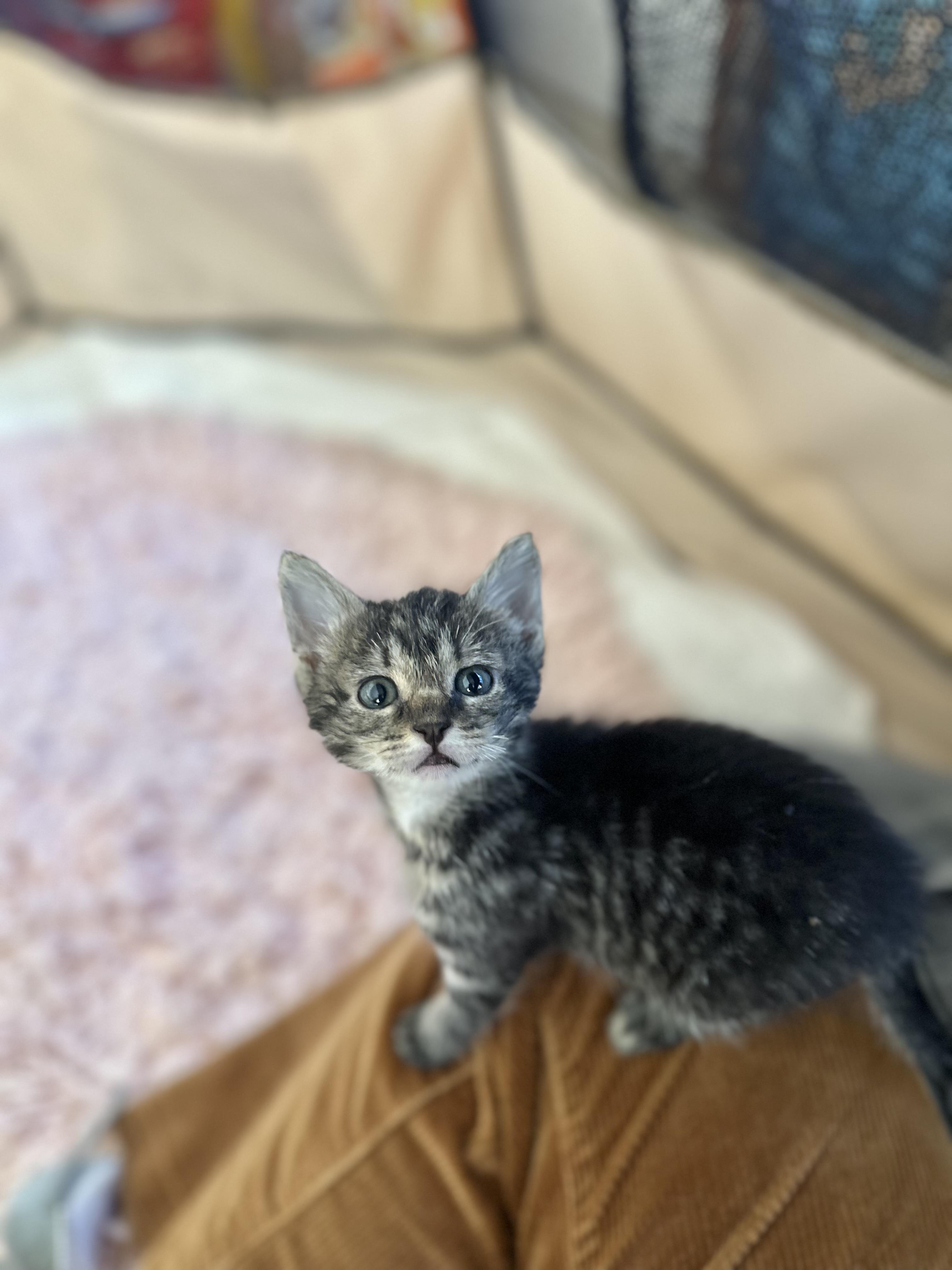 3 kittens need good HOMES (bottle babies) 7 weeks