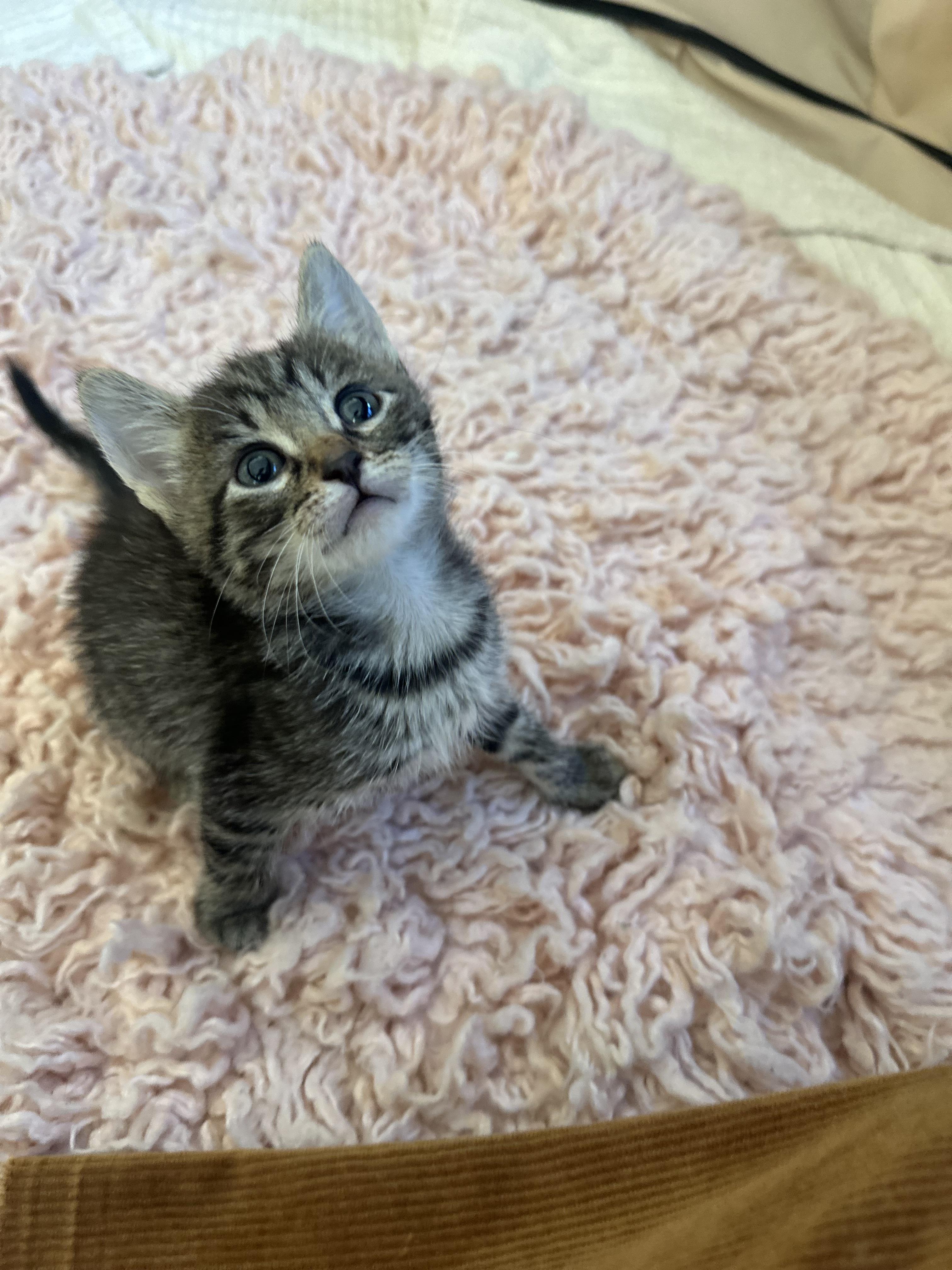 3 kittens need good HOMES (bottle babies) 7 weeks