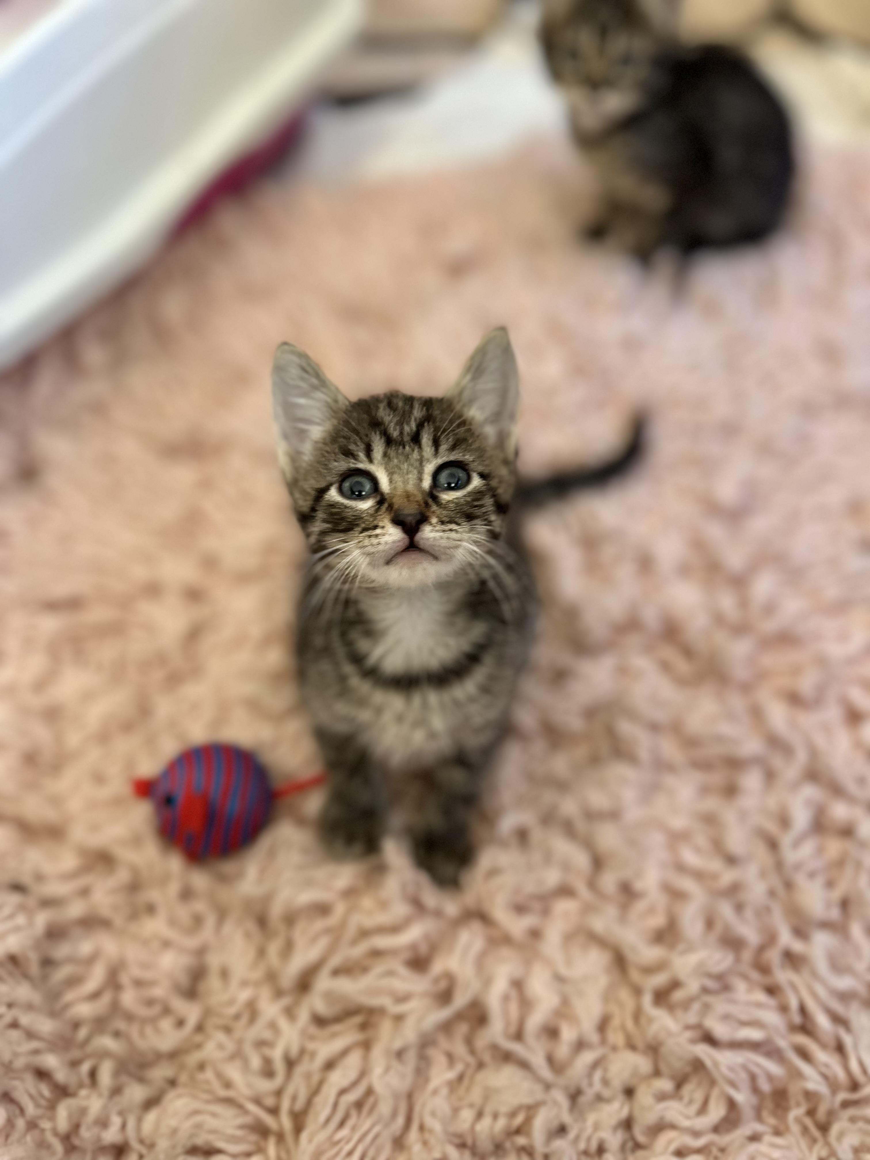 3 kittens need good HOMES (bottle babies) 7 weeks