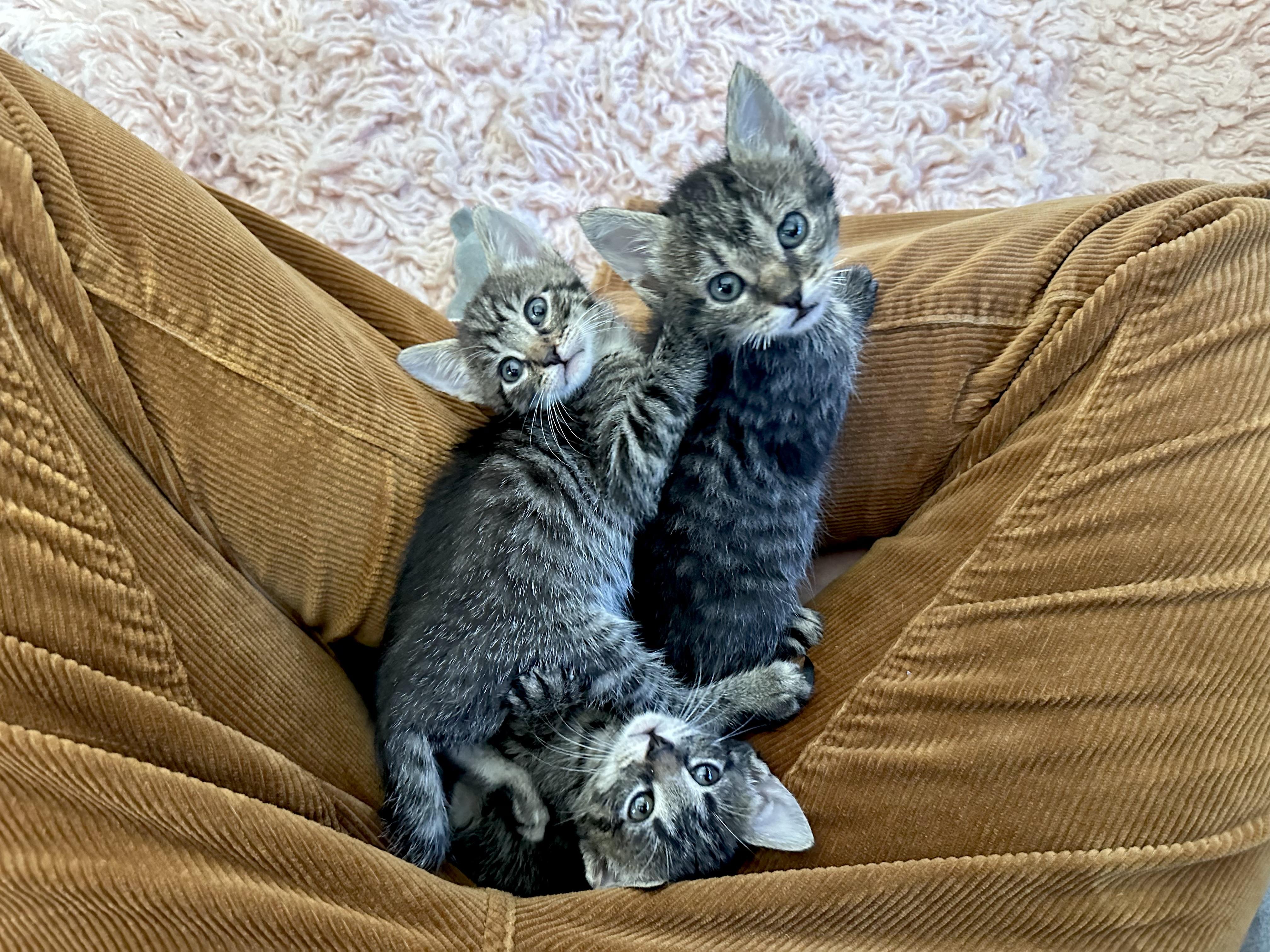 3 kittens need good HOMES (bottle babies) 7 weeks