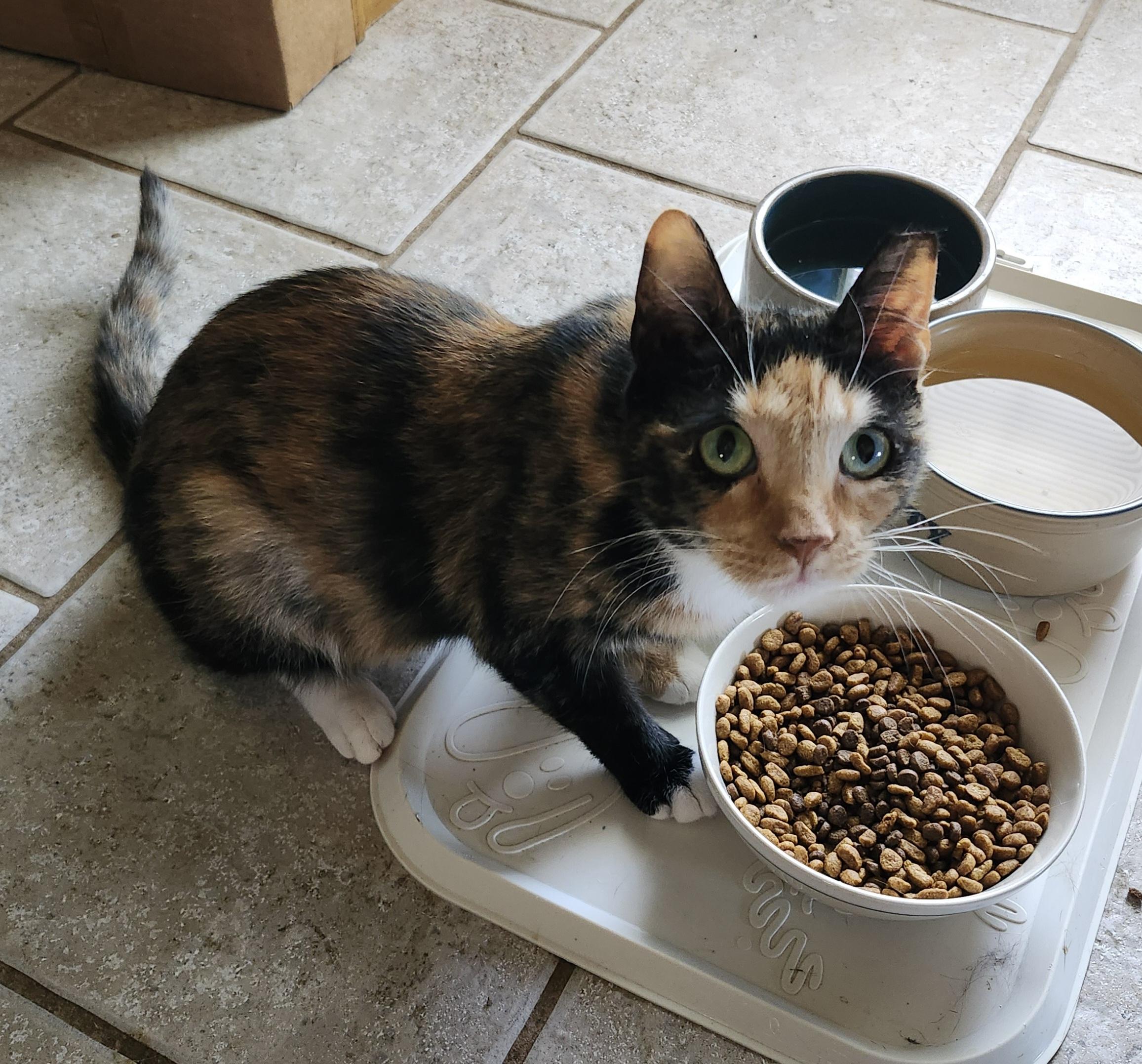 Enlarge "JOLENE", a Adopted mixed breed in North East, MD image 5/5