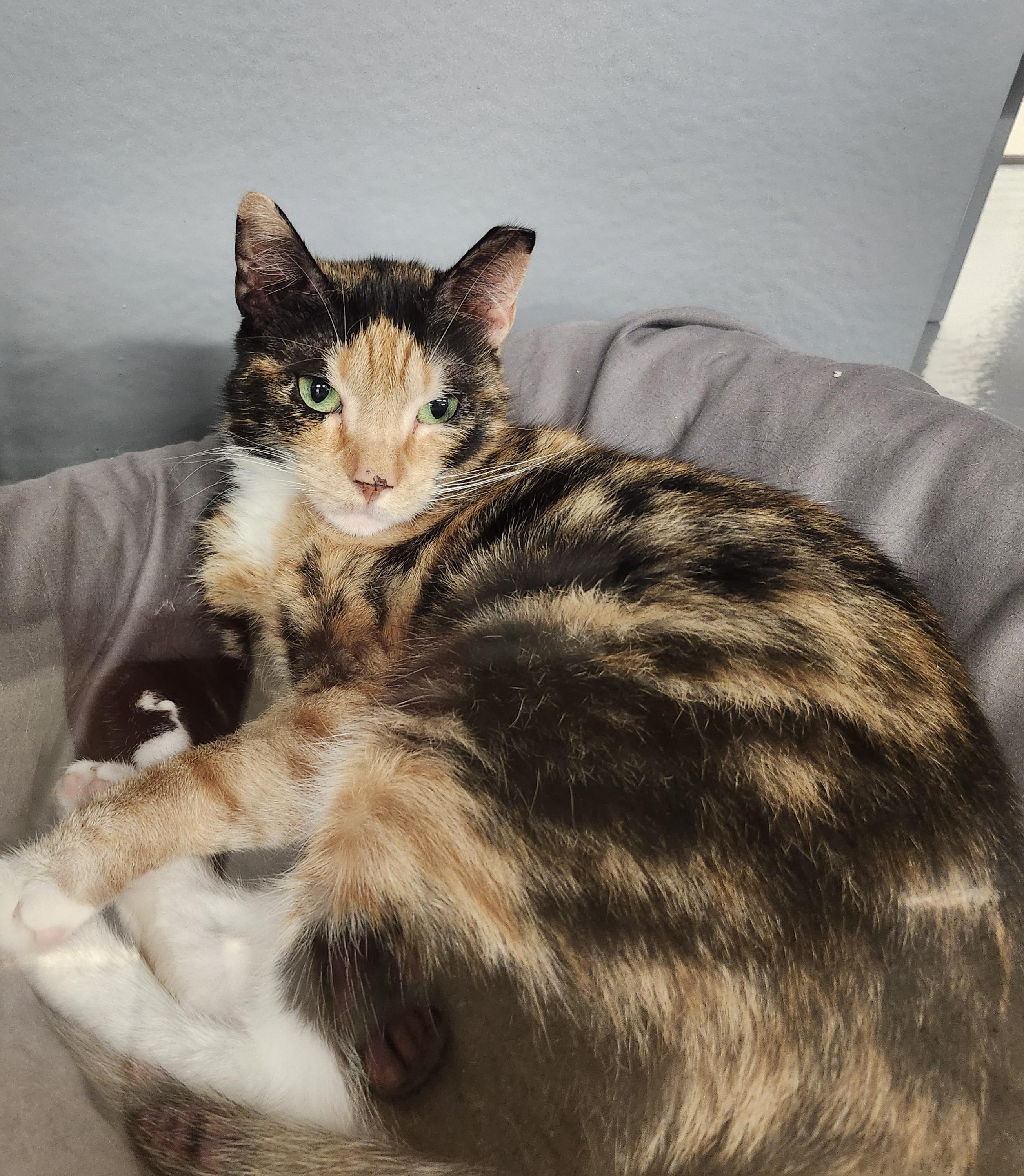 Enlarge "JOLENE", a Adopted mixed breed in North East, MD image 3/5