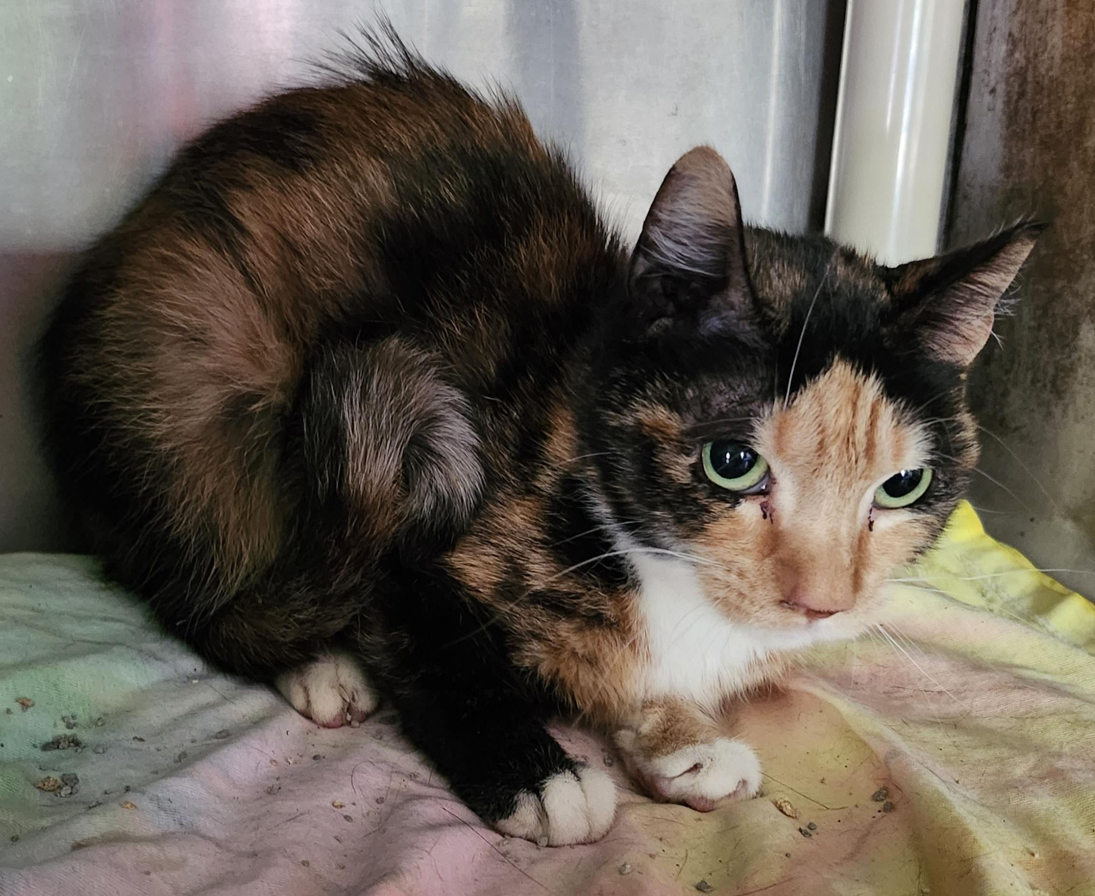 Enlarge "JOLENE", a Adopted mixed breed in North East, MD image 4/5