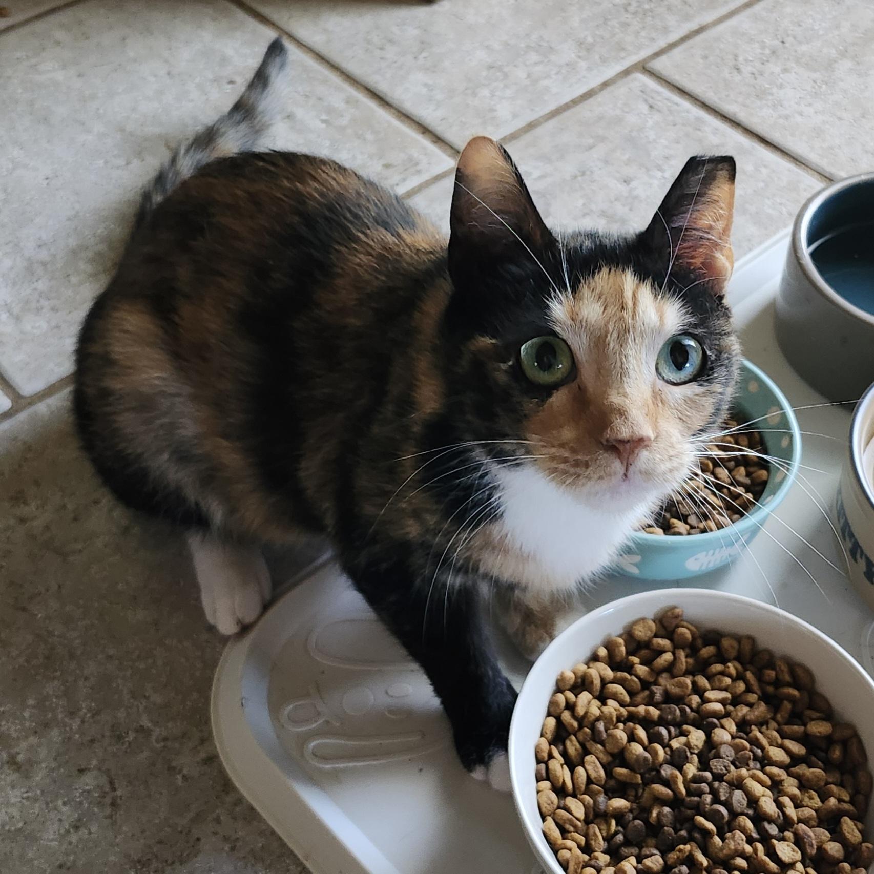 "JOLENE", Adopted, Young Female Calico & Domestic Short Hair.