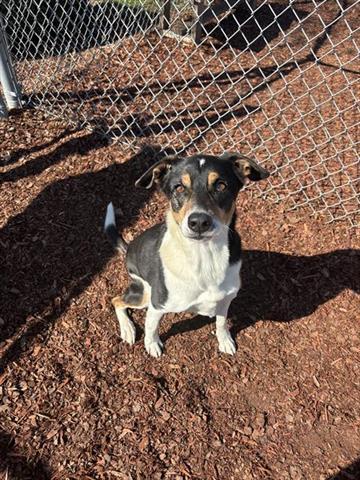 MISTY, Adoptable, Adult Female Hound & Mixed Breed.
