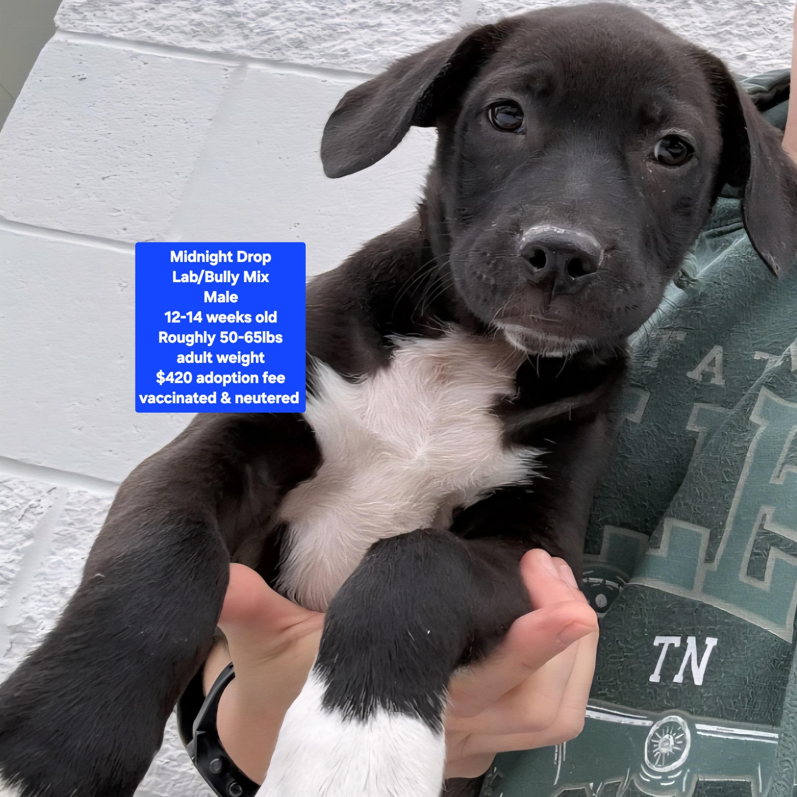 Enlarge Midnight Drop, a ADOPTABLE mixed breed in Oviedo, FL image 1/1