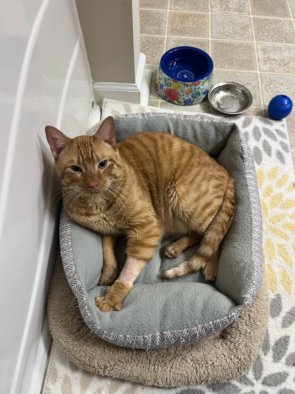 Enlarge Pumpkin, a Adoptable Domestic Short Hair in Moncks Corner, SC image 1/2