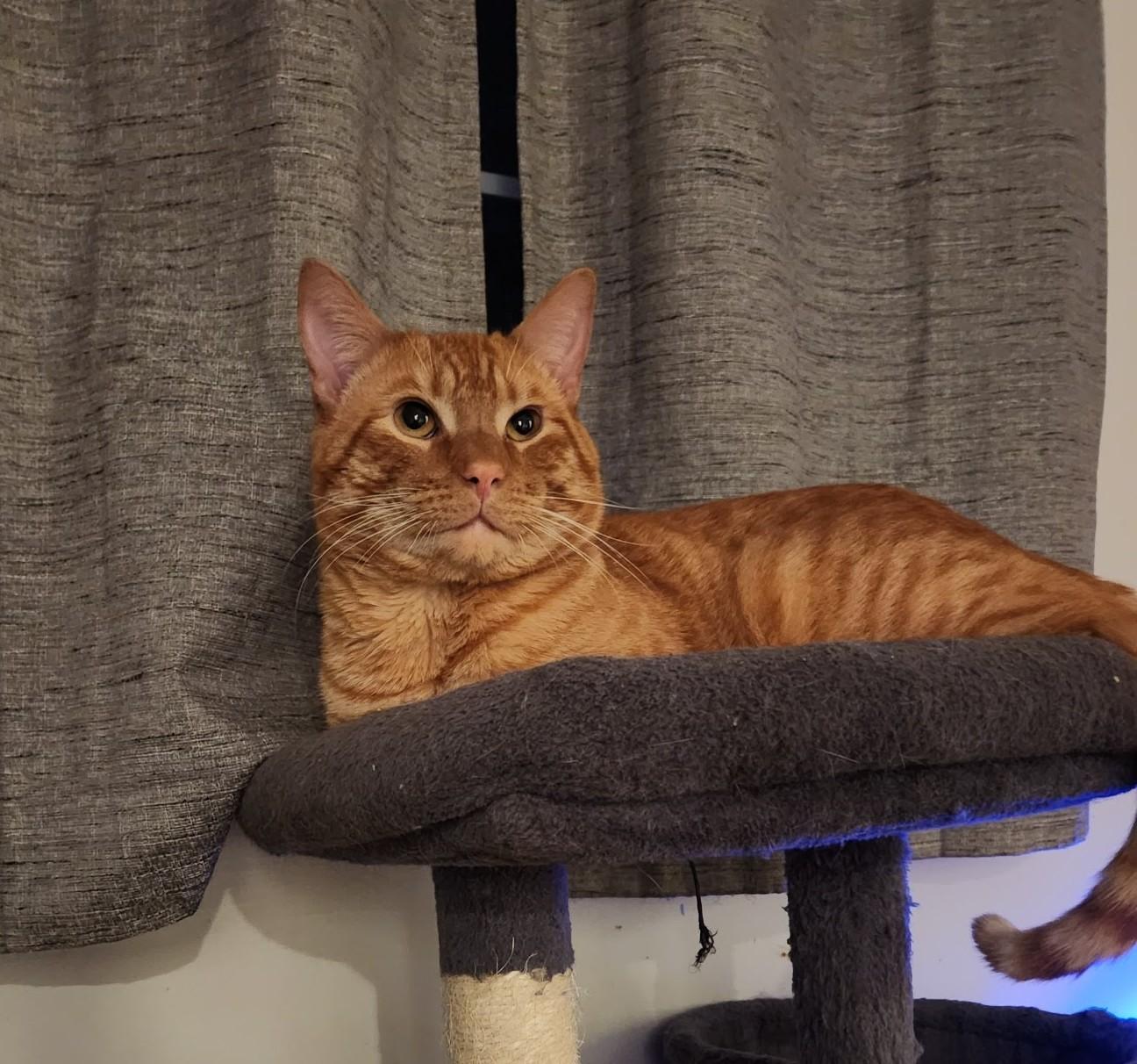 Enlarge Pumpkin, a Adoptable Domestic Short Hair in Moncks Corner, SC image 2/2