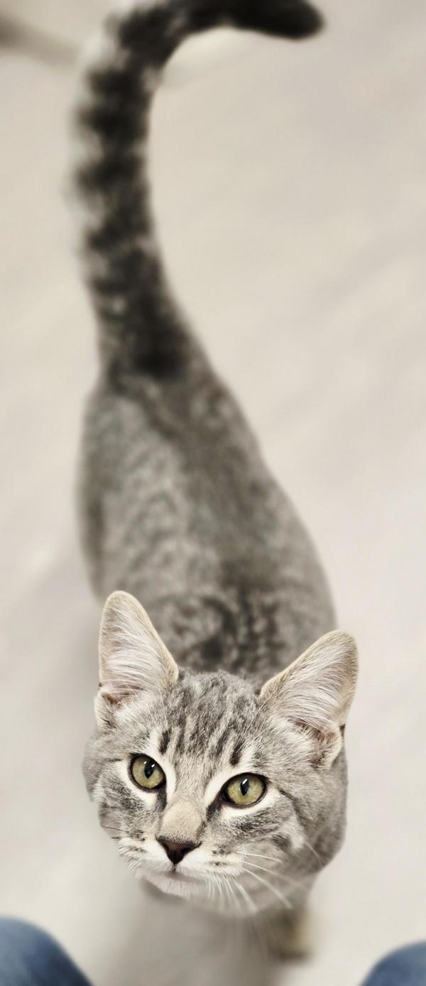 Harry, Adoptable, Kitten Male Domestic Short Hair.