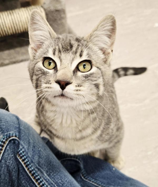 Enlarge Harry, a Adoptable mixed breed in Burnaby, BC image 2/5