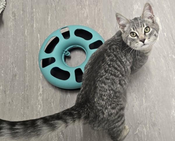 Enlarge Harry, a Adoptable mixed breed in Burnaby, BC image 3/5