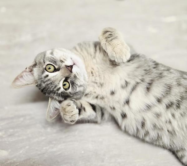 Enlarge Harry, a Adoptable mixed breed in Burnaby, BC image 4/5