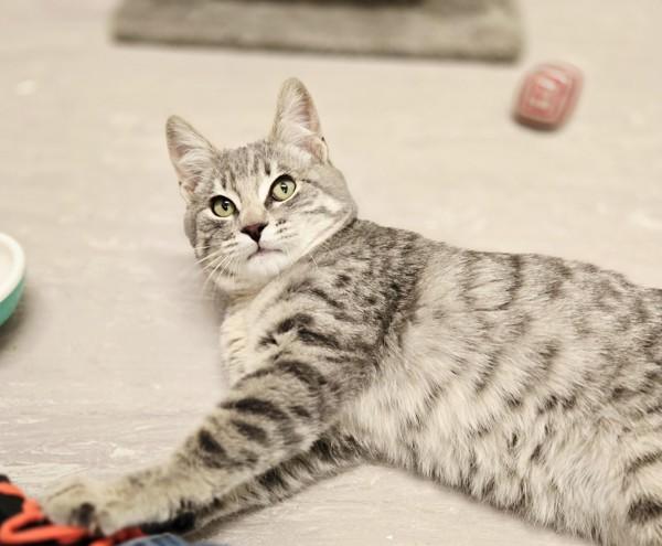 Enlarge Harry, a Adoptable mixed breed in Burnaby, BC image 5/5